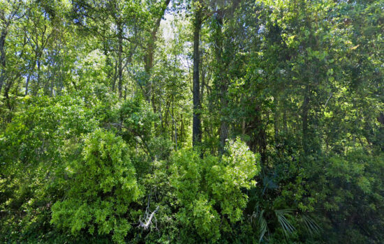 10.31 acres | Located in Suwannee County, FL