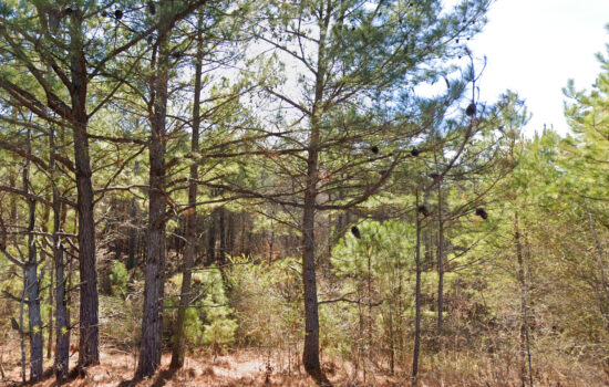 3.6 acres | Located in Walker County, AL