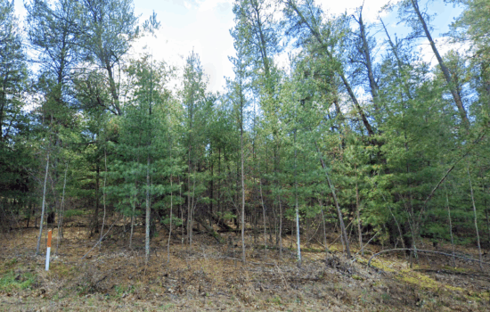 0.96 acres | Located in Adams County, WI