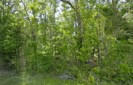 1.24 acres | Located in Suwannee County, FL