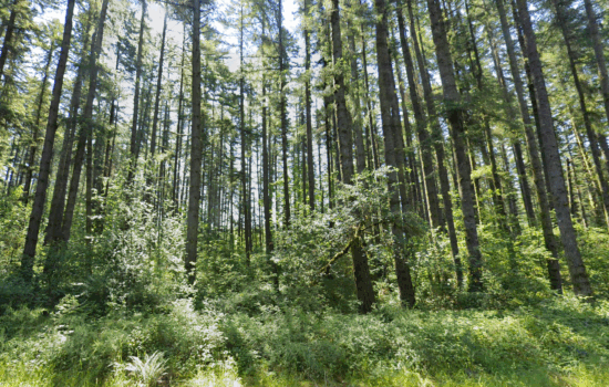 6 acres | Located in Lewis County, WA