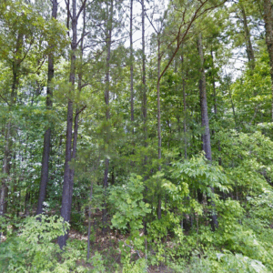 63.3 Acres | Wooded Paradise Unrestricted | Chilton County, AL
