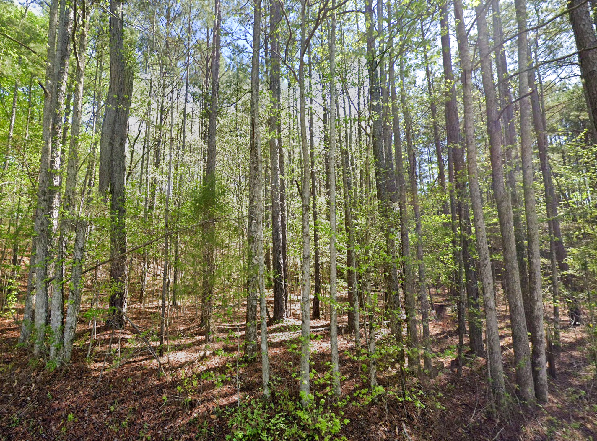 2.5 Acres | Secluded Unrestricted | Randolph County, AL - Image 2