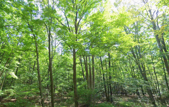 1 acre | Located in Blair County, PA